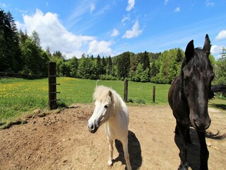 Appartement Keutschach am See Omgeving 37