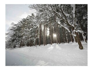 Unser Winter-Wunder-Wald.