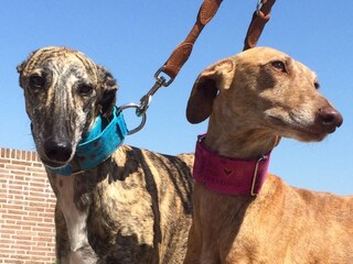 Appartamento per vacanze Callantsoog Ambiente 12