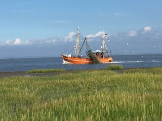 Ferienwohnung Fedderwardersiel Umgebung 32