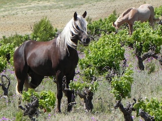 Casa per le vacanze Gruissan Ambiente 22