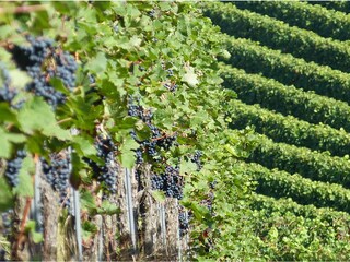 Appartamento per vacanze Niederhorbach Ambiente 23