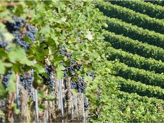 Appartement de vacances Niederhorbach Environnement 23