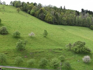 Ferienhaus Mühlenbach Umgebung 31