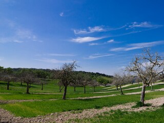 Villa Montuiri Ambiente 44