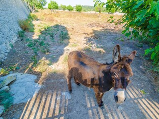 Villa Montuiri Environnement 11