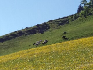 Capanna alpina Taxenbach Ambiente 22