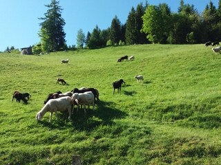 Capanna alpina Taxenbach Ambiente 23