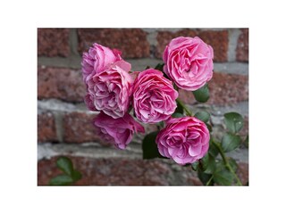 Ferienhaus Gelting Außenaufnahme 8