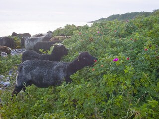 Ferienhaus Gelting Umgebung 28