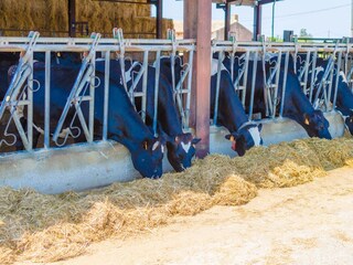 Villa Campos Registrazione all'aperto 15