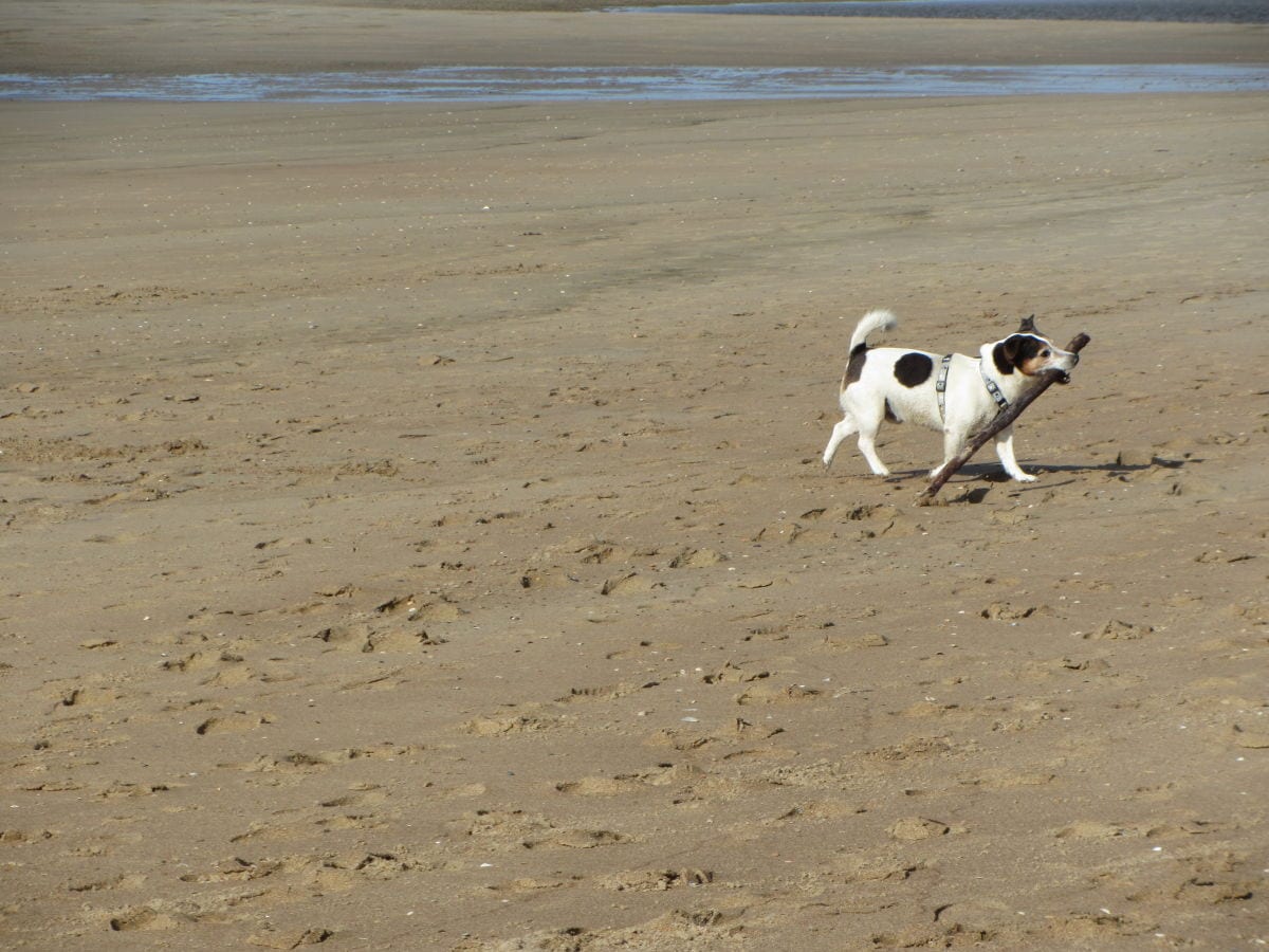 Strand  toll für Hunde