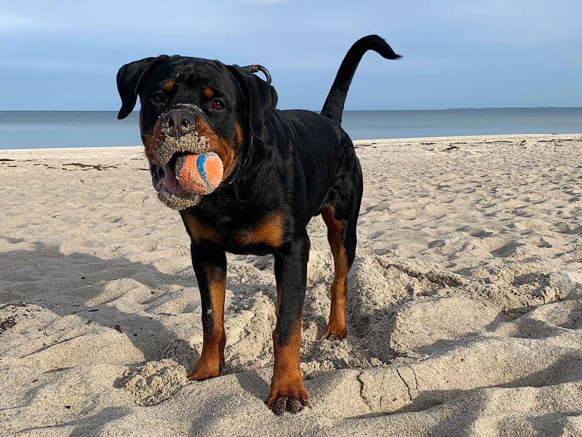 Ostseebad Boltenhagen, Urlaub mit Hund