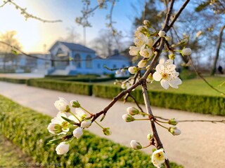 Ostseebad Boltenhagen,  Kurpark im Frühling