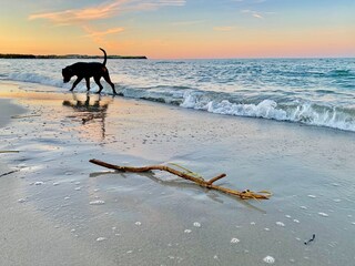 Ostseebad Boltenhagen, Urlaub mit Hund