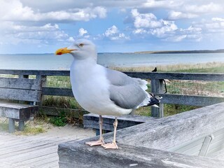 Ostseebad Boltenhagen, Zugang zur Seebrücke mit Möwe