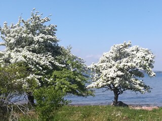 Wildapfelblüte im Höft