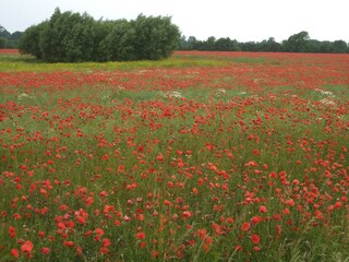 Klatschmohn