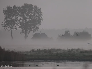 Morgennebel an der Insel Oie