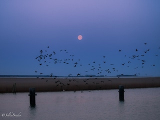 Vollmond an der Meiningenbrücke