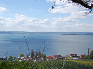 Wanderweg durch die Reben in Meersburg