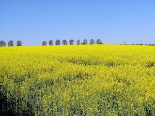 Frühling in Ulsnis