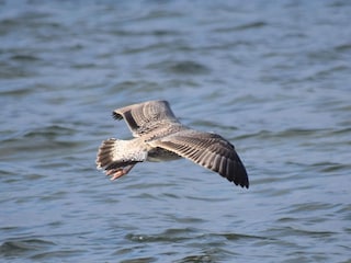 Ferienhaus Rønde  22