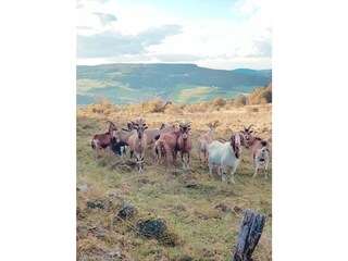 Holiday apartment Ehrenberg Environment 40