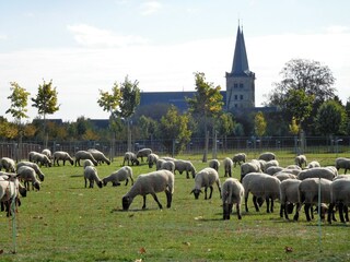 Niederrhein, Schafe vorm Xantener Dom