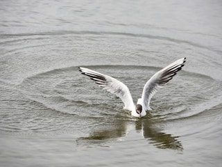 Vögel beobachten