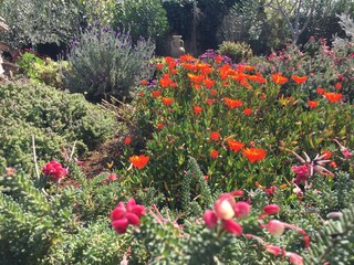 Gartenblüten