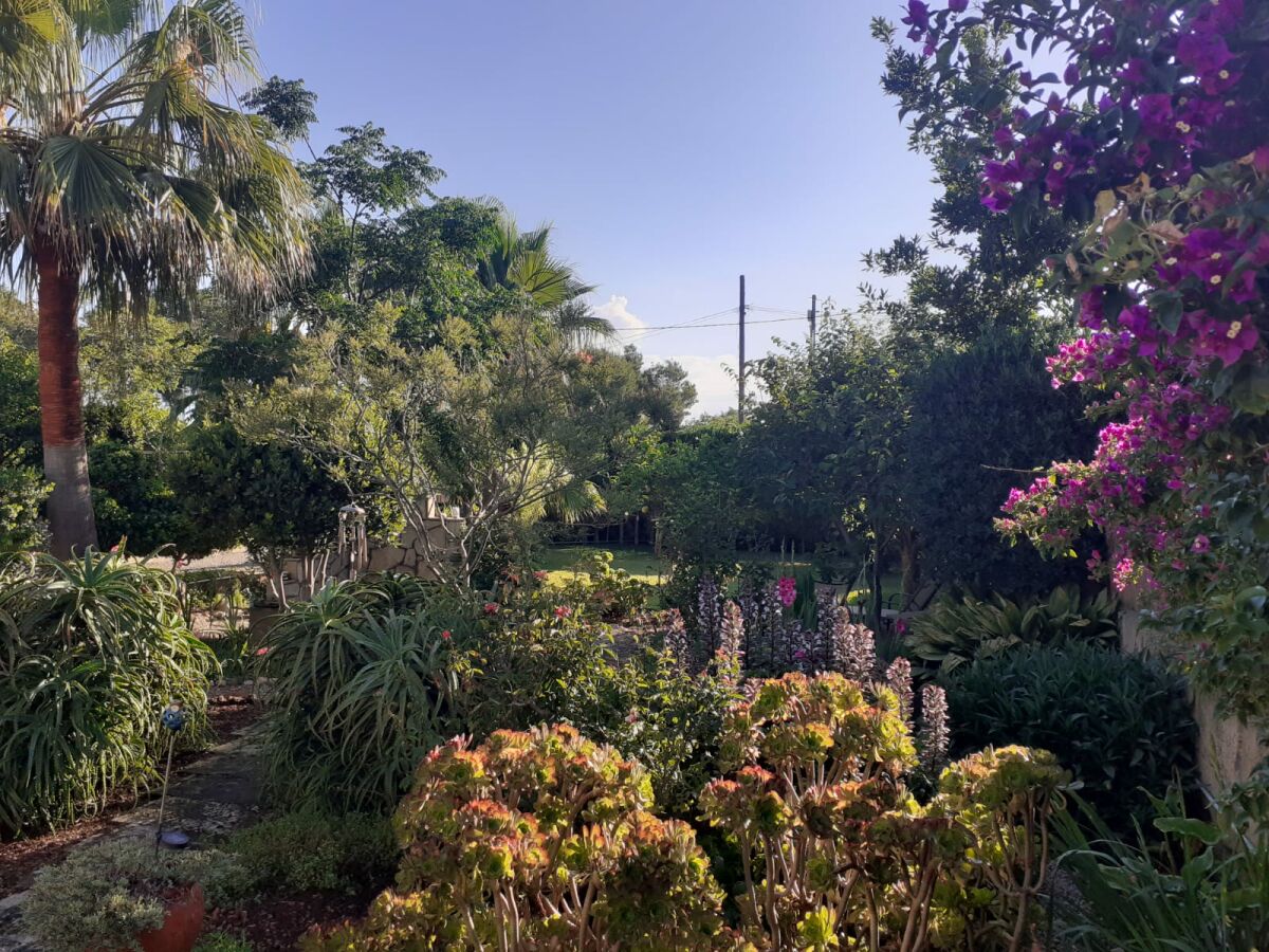 Blick in den Garten