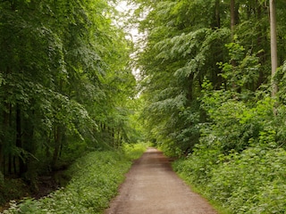 Durch den Gespensterwald zum Strand