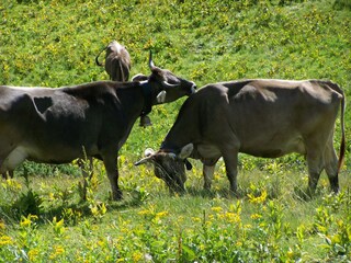 Appartamento per vacanze Oberstdorf Ambiente 16