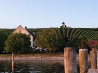 vine yards at the lake of constance
