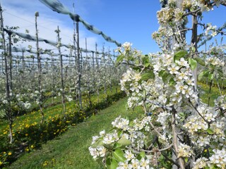 Apfelblüte im April