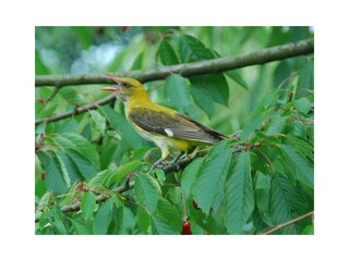 Vakantiehuis Burg im Spreewald Buitenaudio-opname 16