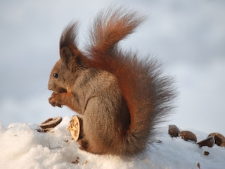 Eichhörnchen auf dem Anwesen