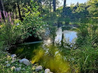 Blick zum Gartenteich