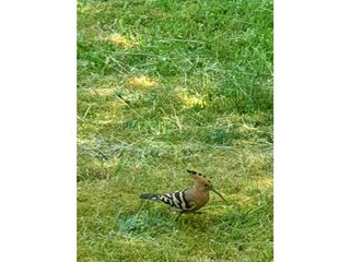 Casa per le vacanze Burg im Spreewald Registrazione all'aperto 18