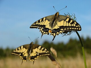 Schmetterlinge in Waldachtal