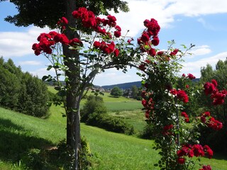 Blick vom Hausgarten ins Waldachtal