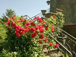 stairs to the tower with red roses