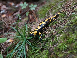 Feuersalamander in der Natur