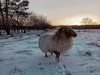 Apartamento Schoorl Entorno 30