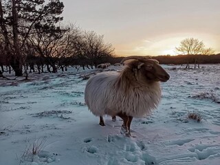 Apartment Schoorl Umgebung 32