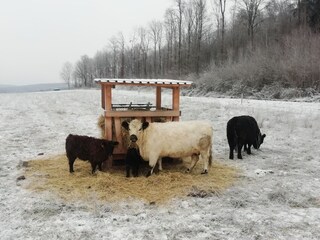 Unsere Galloways