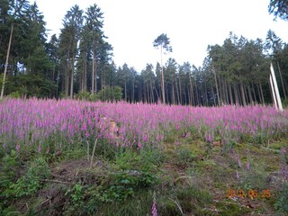Casa per le vacanze Lohr am Main Ambiente 17