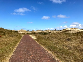 Fahrradwege durch die Dünen