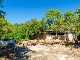 Villa Llucmajor Ambiente 31